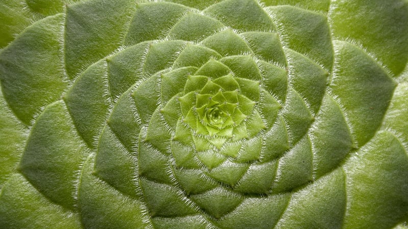 Therapeutic Plants