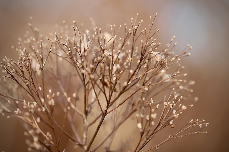 Plants in a sustainable lifestyle